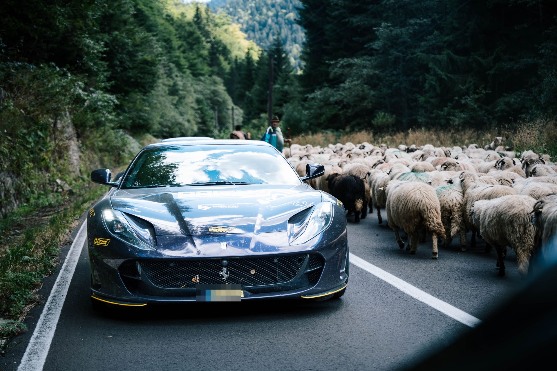 The Ferrari sharing the road with sheep